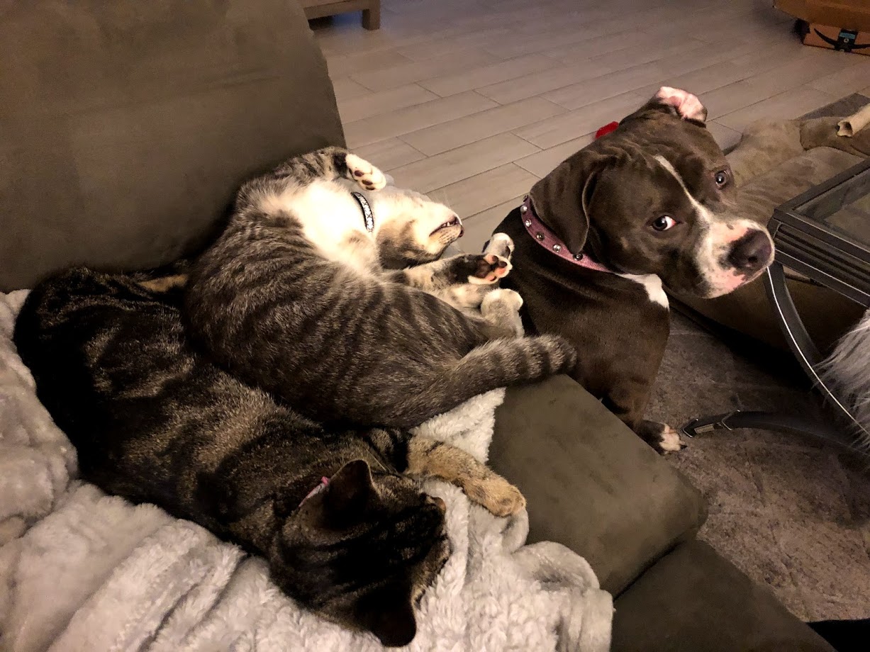 animals