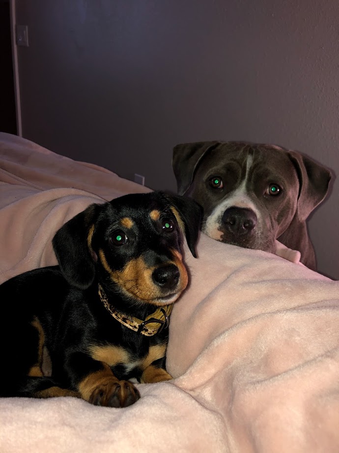 animals